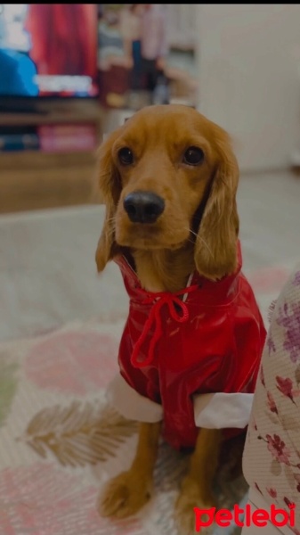 Amerikan Cocker Spaniel, Köpek  Odi fotoğrafı