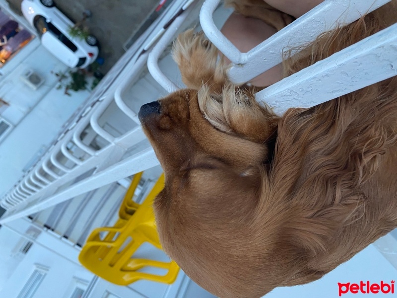 Amerikan Cocker Spaniel, Köpek  Odi fotoğrafı