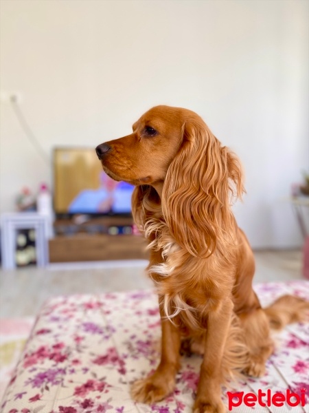 Amerikan Cocker Spaniel, Köpek  Odi fotoğrafı