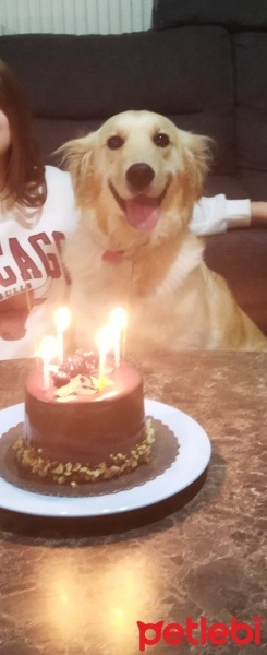 Golden Retriever, Köpek  Cesur fotoğrafı