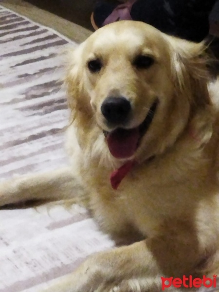 Golden Retriever, Köpek  Cesur fotoğrafı