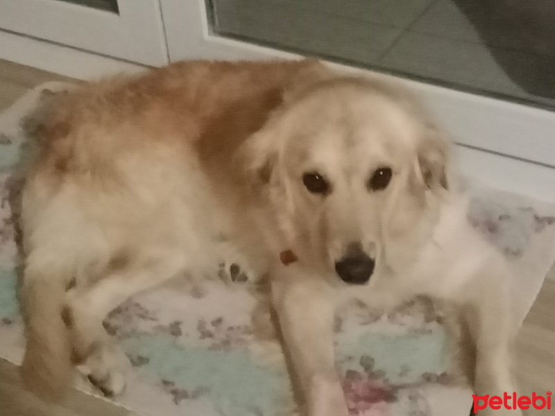 Golden Retriever, Köpek  Cesur fotoğrafı