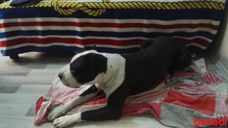 Amerikan Staffordshire Terrier, Köpek  janus fotoğrafı