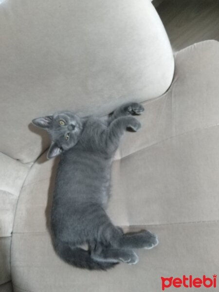 British Shorthair, Kedi  Pati fotoğrafı