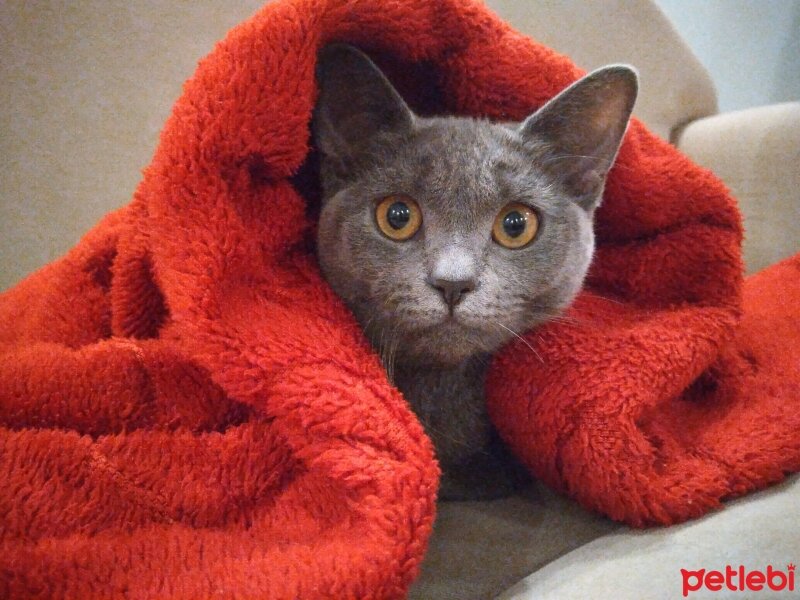 British Shorthair, Kedi  Pati fotoğrafı