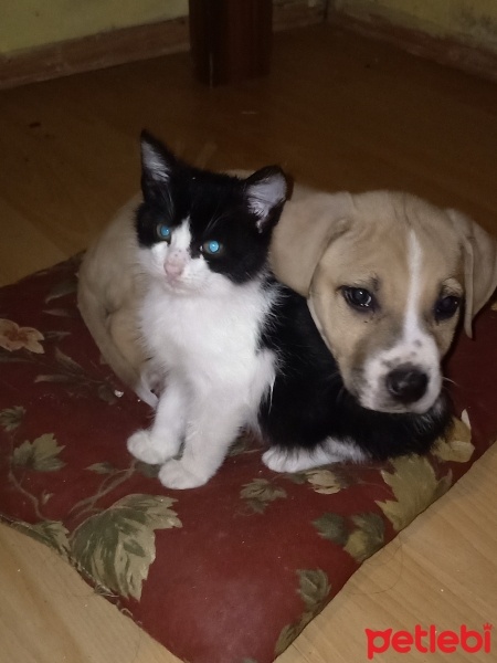 Amerikan Pitbull Terrier, Köpek  Paşa fotoğrafı
