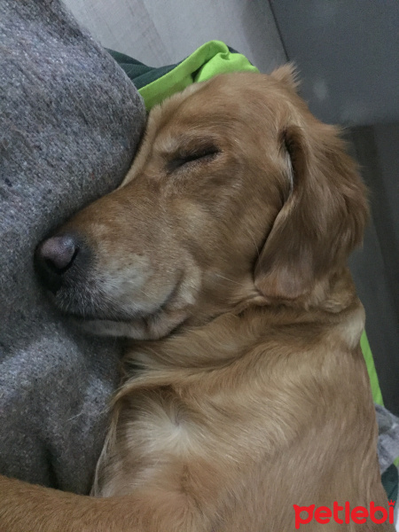 Golden Retriever, Köpek  Daisy fotoğrafı
