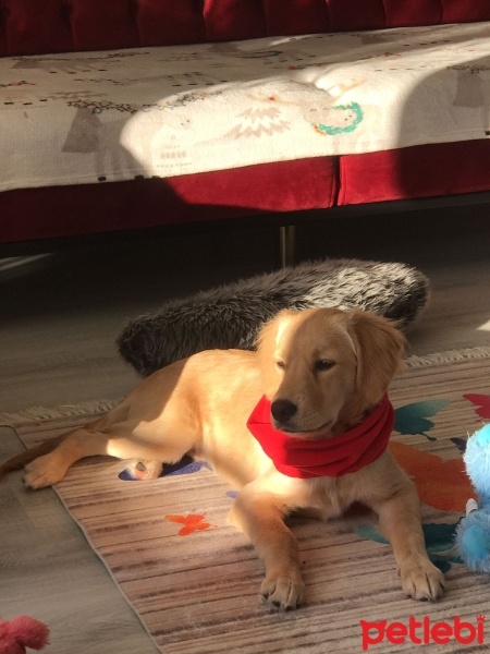Golden Retriever, Köpek  Joey KOÇAK fotoğrafı