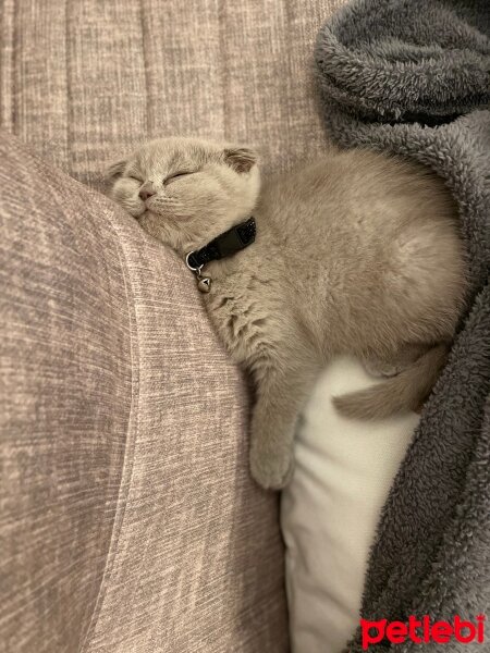 Scottish Fold, Kedi  Paris fotoğrafı