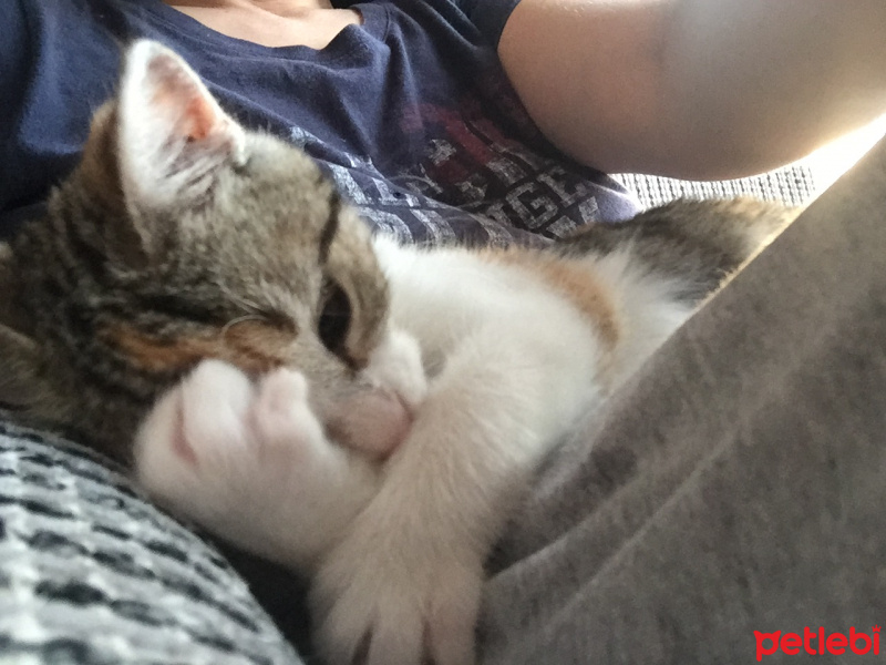 Tekir Kedi, Kedi  Badem fotoğrafı