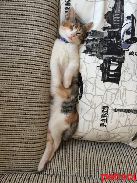 Tekir Kedi, Kedi  Badem fotoğrafı
