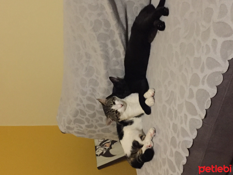 Tekir Kedi, Kedi  Badem fotoğrafı