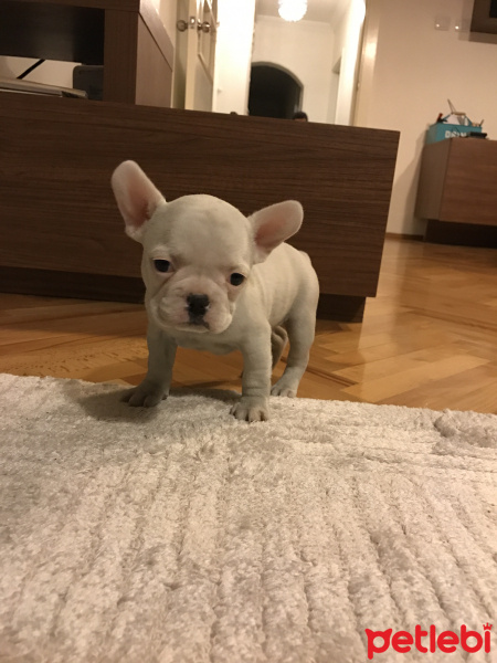 Fransız Bulldog, Köpek  CEKU fotoğrafı