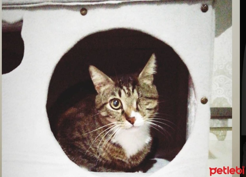 Tekir Kedi, Kedi  Ceviz fotoğrafı