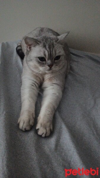 British Shorthair, Kedi  Mia fotoğrafı