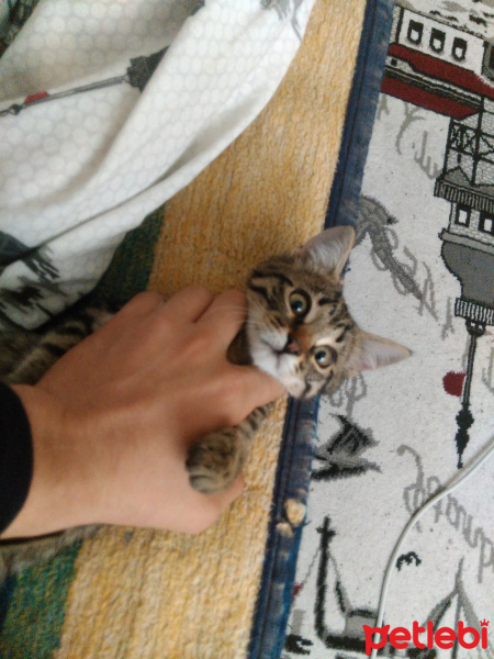 Tekir Kedi, Kedi  Eva fotoğrafı