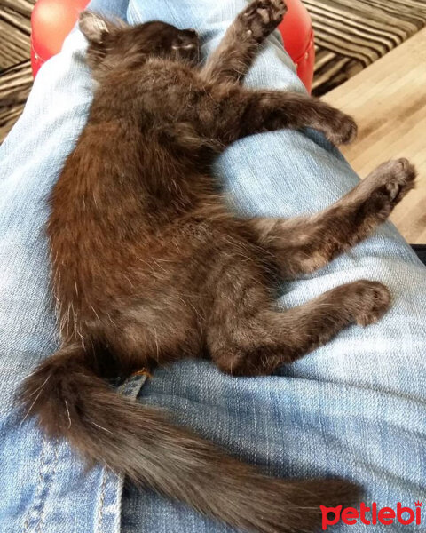 Tekir Kedi, Kedi  MANUT fotoğrafı