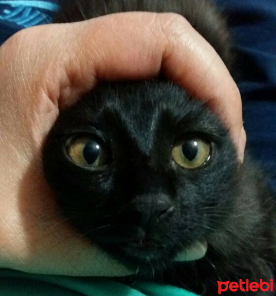 Tekir Kedi, Kedi  MANUT fotoğrafı