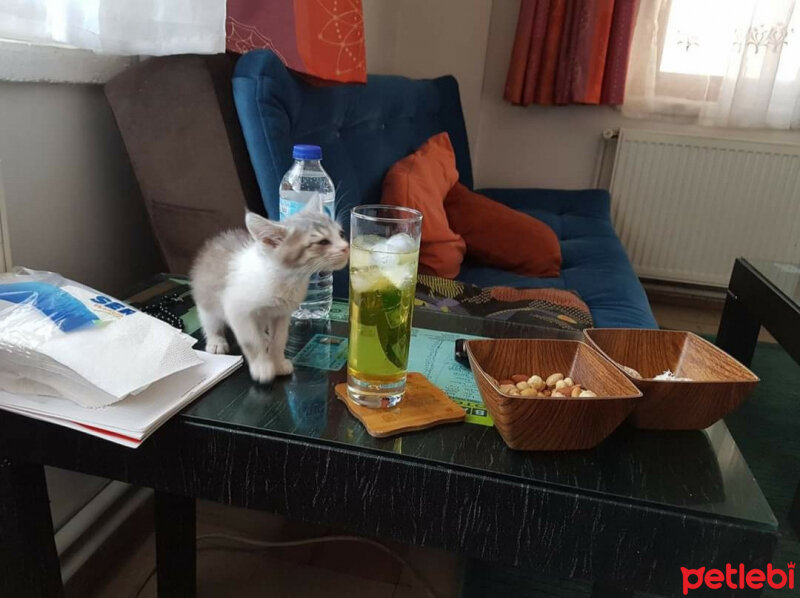 Tekir Kedi, Kedi  MANUT fotoğrafı