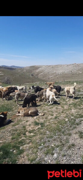 Tekir Kedi, Kedi  MANUT fotoğrafı