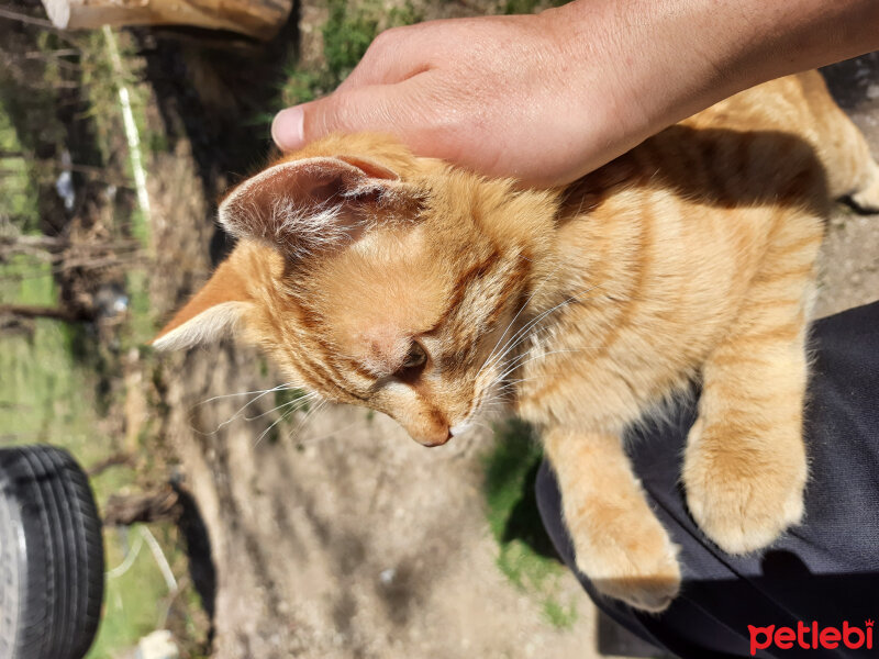 Tekir Kedi, Kedi  MANUT fotoğrafı