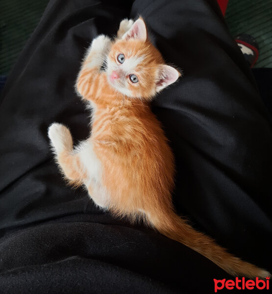 Tekir Kedi, Kedi  MANUT fotoğrafı