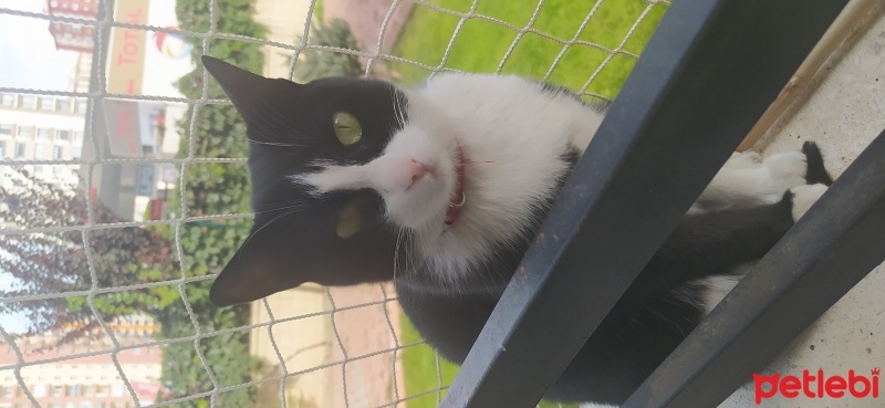 Tuxedo (Smokin) Kedi, Kedi  Temmuz fotoğrafı