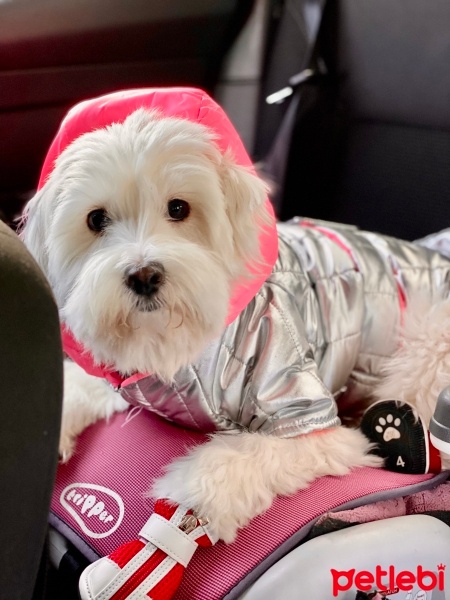 Maltese, Köpek  April fotoğrafı