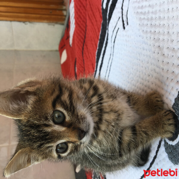 Tekir Kedi, Kedi  Stitch fotoğrafı