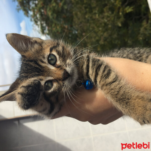 Tekir Kedi, Kedi  Stitch fotoğrafı