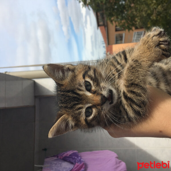 Tekir Kedi, Kedi  Stitch fotoğrafı