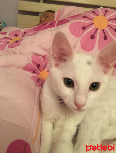 Ankara Kedisi, Kedi  Sakız fotoğrafı