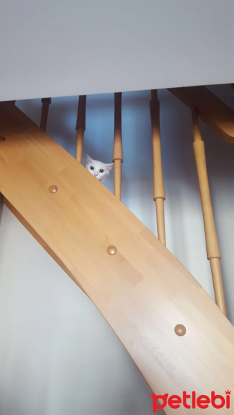 Ankara Kedisi, Kedi  Sakız fotoğrafı