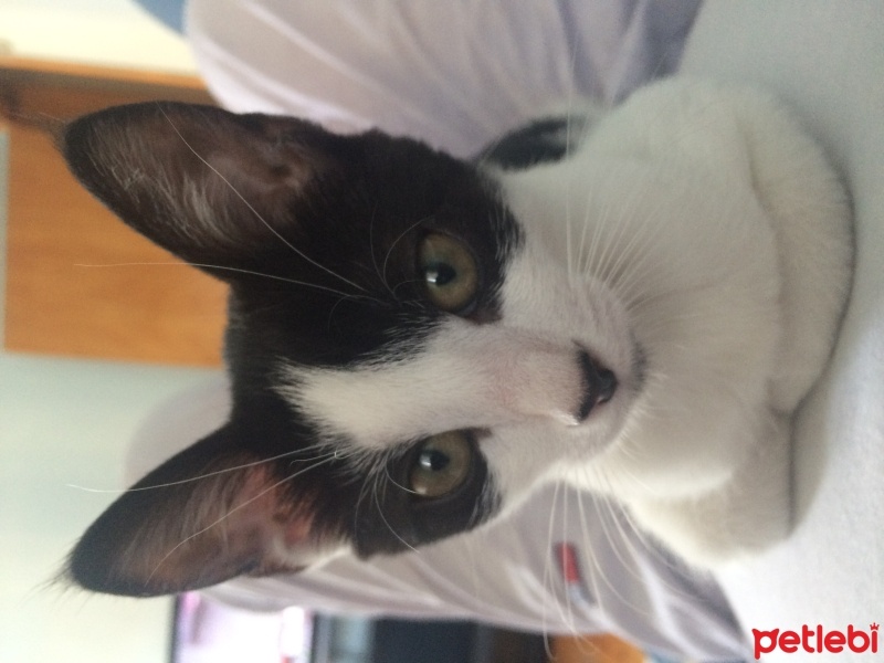 Tekir Kedi, Kedi  Minnoş fotoğrafı