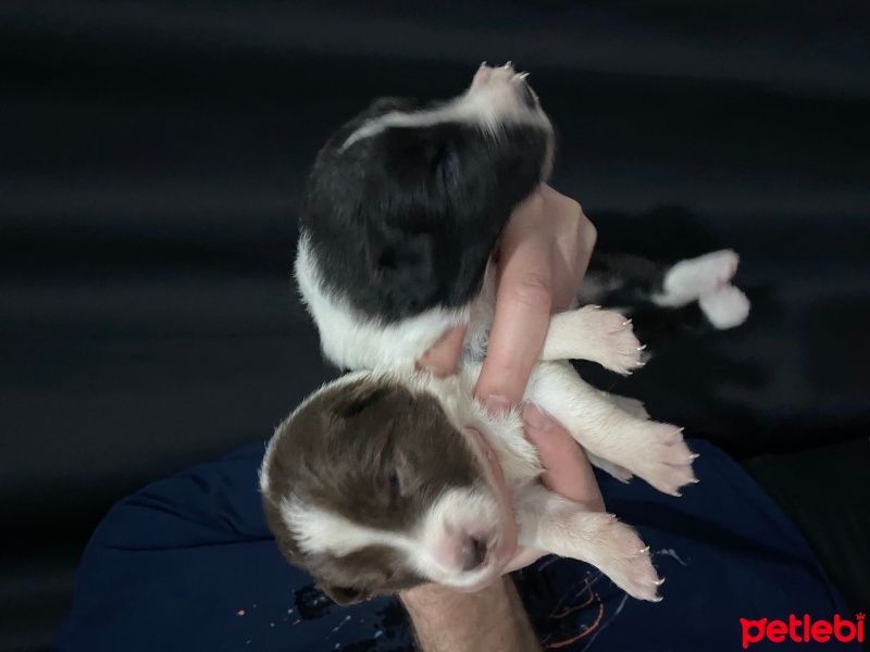 Border Collie, Köpek  yavru fotoğrafı