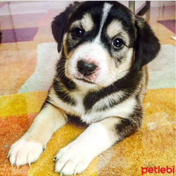 Labrador Retriever, Köpek  Arya fotoğrafı