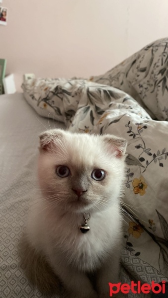Scottish Fold, Kedi  Rıfkı fotoğrafı