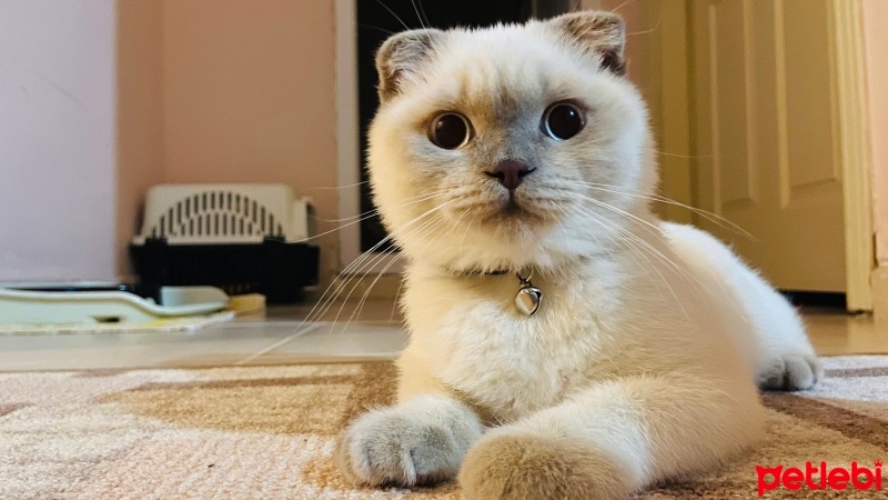 Scottish Fold, Kedi  Rıfkı fotoğrafı