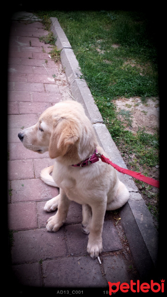 Labrador Retriever, Köpek  alice fotoğrafı