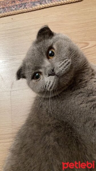 Scottish Fold, Kedi  Balım fotoğrafı