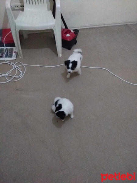 Maltese, Köpek  Bir dişi bir erkek fotoğrafı