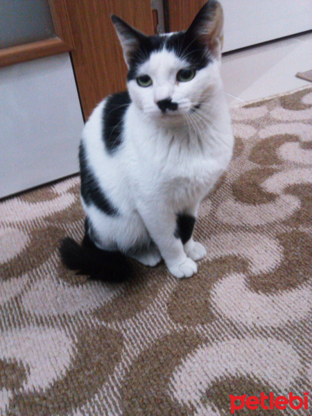 Tekir Kedi, Kedi  Boncuk fotoğrafı