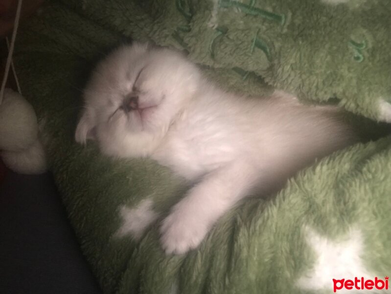 Scottish Fold, Kedi  Şans fotoğrafı