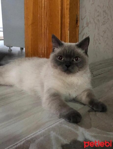 British Shorthair, Kedi  Mia fotoğrafı