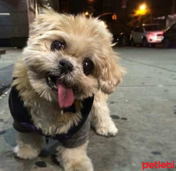 Maltese, Köpek  Miya fotoğrafı
