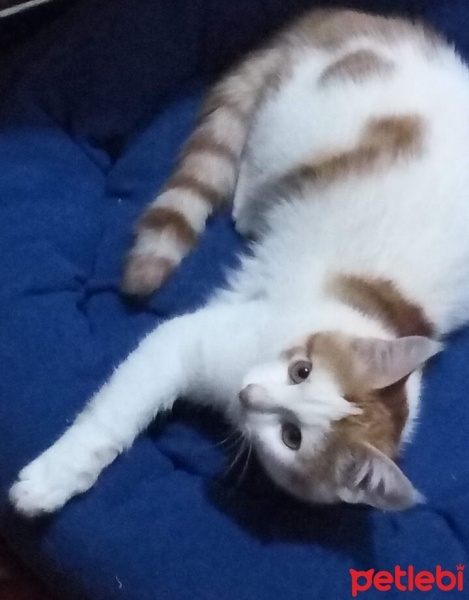 Tekir Kedi, Kedi  Boncuk fotoğrafı
