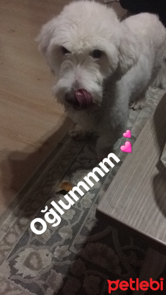 Maltese, Köpek  Ares fotoğrafı