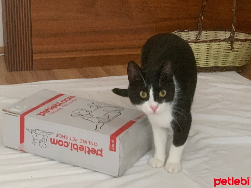 Tuxedo (Smokin) Kedi, Kedi  Boncuk fotoğrafı