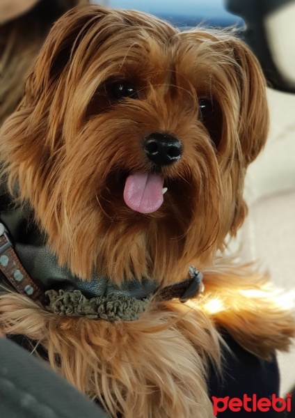 Yorkshire Terrier, Köpek  Eyfel fotoğrafı