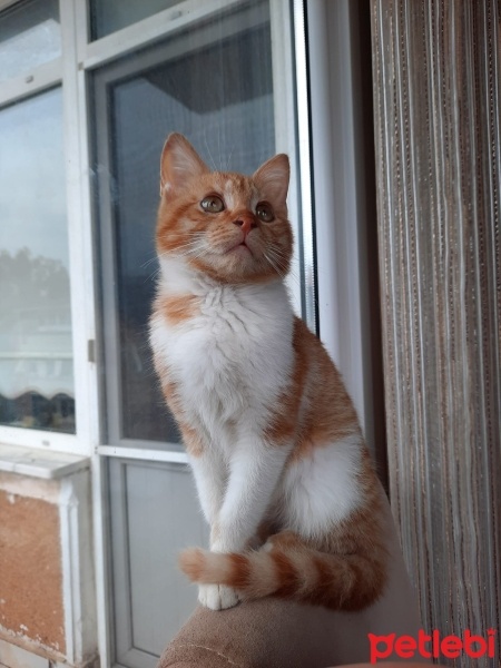 Sarman, Kedi  Limon fotoğrafı